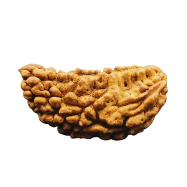 Ek Mukhi Rudraksha