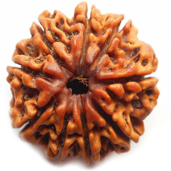 Natural 9 Mukhi Rudraksha