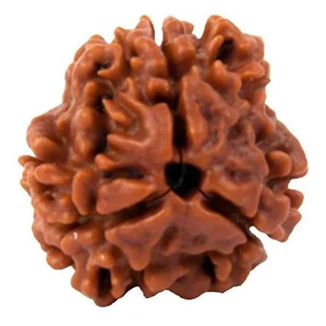 Natural 3 Mukhi Rudraksha