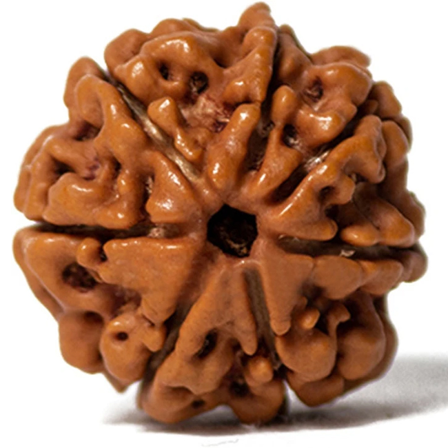 Natural 7 Mukhi Rudraksha
