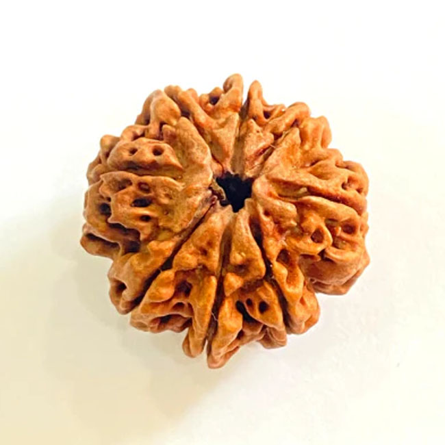 Natural 8 Mukhi Rudraksha