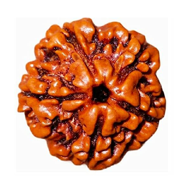 Natural 5 Mukhi Rudraksha